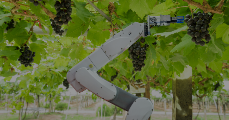 Image of robot arms picking grapes